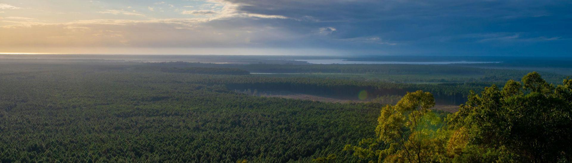 About Thompson McNichol Lawyers, Sunshine Coast backdrop